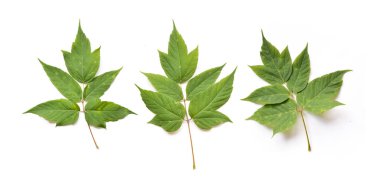 akçaağaç yaprakları ve dalları ile çiçek tasarım kompozisyon için izole arka plan üzerinde tohum