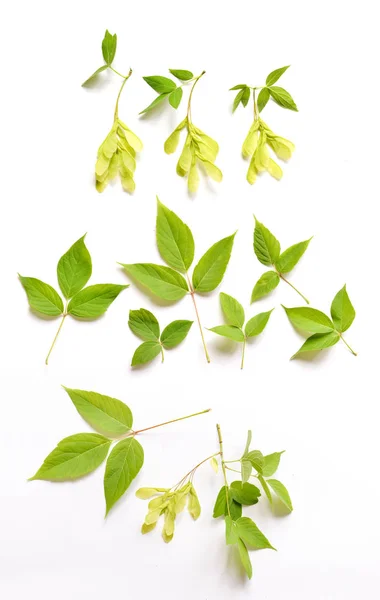 Folhas de bordo e sementes em ramos com fundo isolado para composição de design floral — Fotografia de Stock