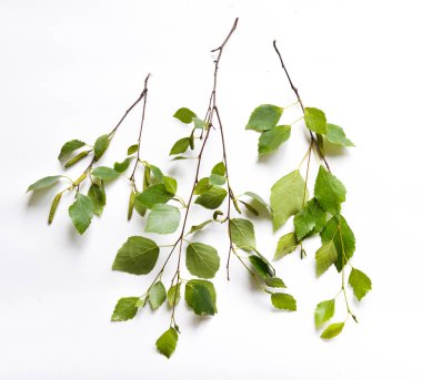 birch branches with leaves on background isolated clipart
