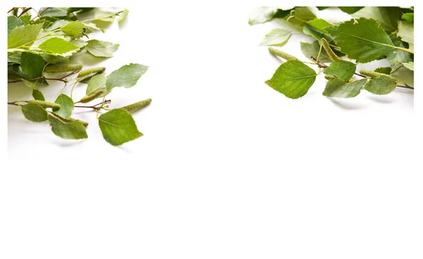 Ramos de vidoeiro com folhas no fundo isolado — Fotografia de Stock