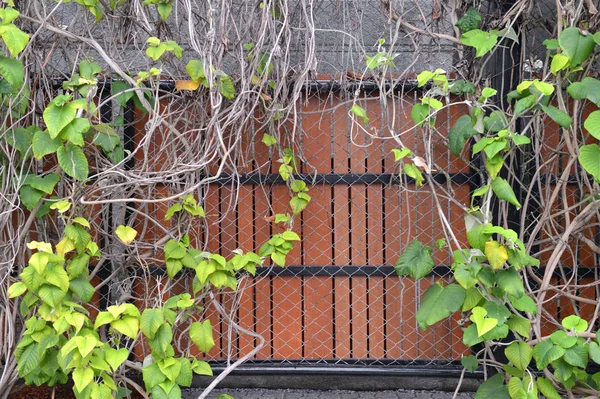 ağaç çit bir çit. bir asma dalları ve bir arka plan üzerinde bırakır. doku