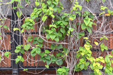 bir çit. bir asma dalları ve bir arka plan üzerinde bırakır. doku