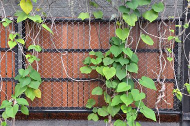 ağaç çit bir çit. bir asma dalları ve bir arka plan üzerinde bırakır. doku