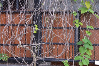 ağaç çit bir çit. bir asma dalları ve bir arka plan üzerinde bırakır. doku