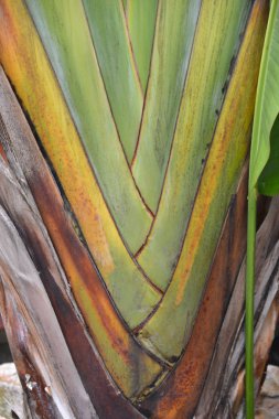 tropikal otsu bitki doku yakın çekim muz ağacı