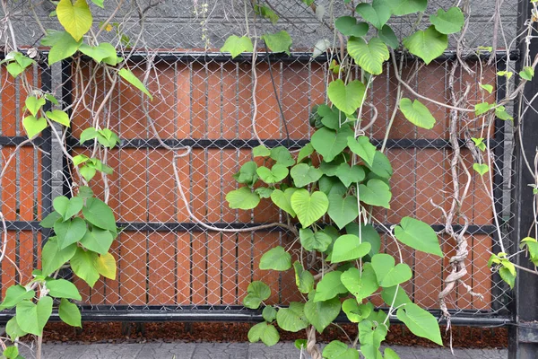 ağaç çit bir çit. bir asma dalları ve bir arka plan üzerinde bırakır. doku