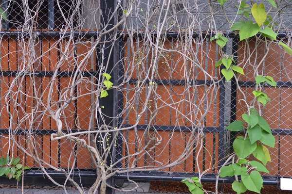 ağaç çit bir çit. bir asma dalları ve bir arka plan üzerinde bırakır. doku