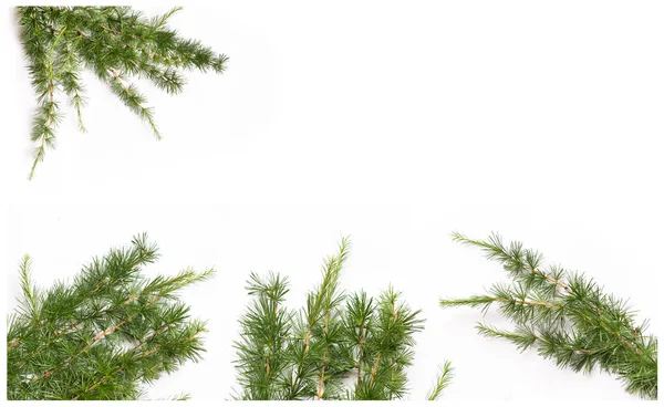 larch izole arka plan üzerinde iğne ile çiçek dalları