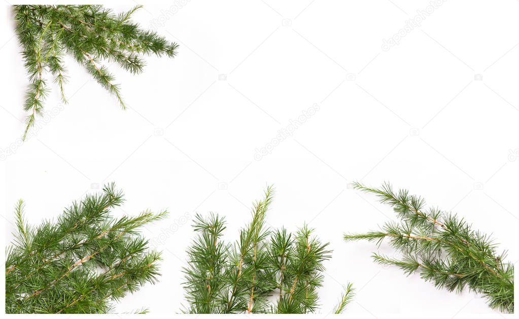 floral branches of larch with needles on the background isolated
