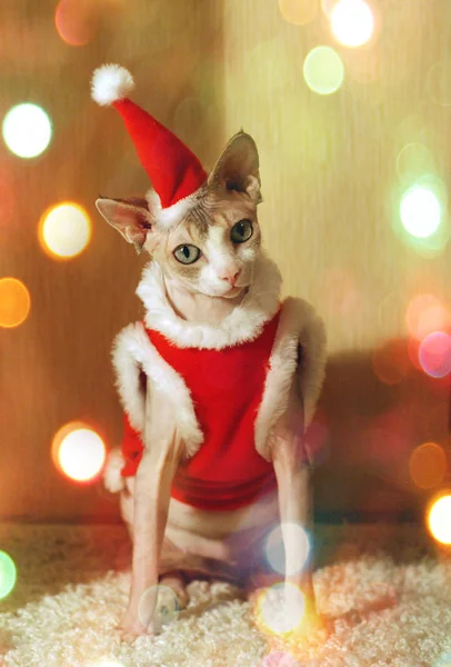 Chat Déguisé En Père Noël Photographie Olgachan 128739062