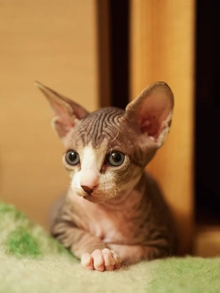 Табби Сфинкс котенок, лысый котенок, маленький котенок — стоковое фото