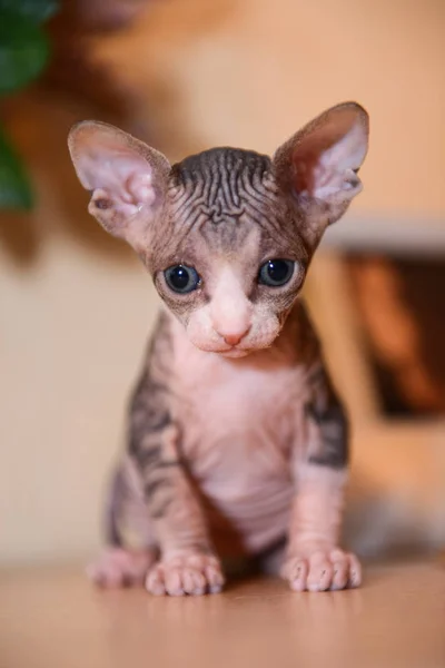 Gatito de esfinge tabby, gato calvo, pequeño bebé gato niño —  Fotos de Stock