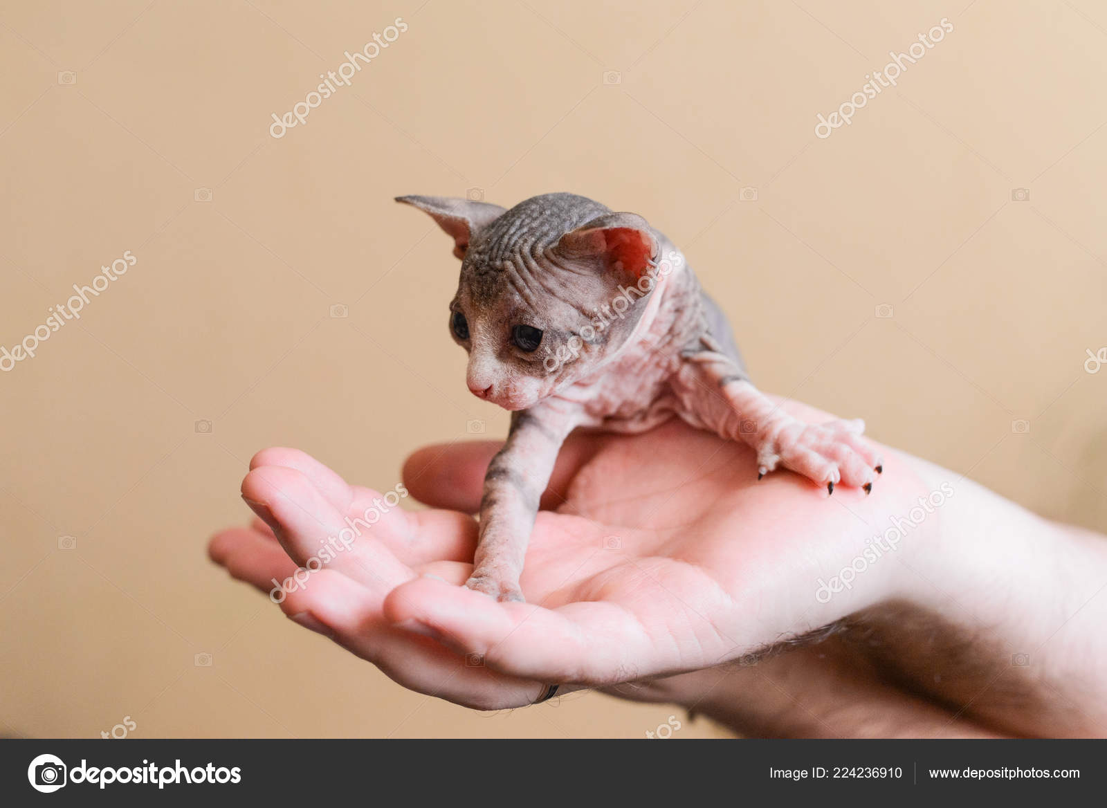 Newborn kittens Sphynx. little bald cats in the hands of a man. cat family ⬇ Stock Photo, Image by © OlgaChan #224236910 Newborn kittens Sphynx. little bald cats in the hands of a man. cat family ⬇ Stock Photo, Image by © OlgaChan #224236910