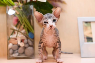 tekir Sfenks yavru kedi, kel kedi, küçük bebek kedi yürümeye başlayan çocuk