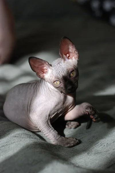 Portrait of a canadian sphinx cat, bald young cat kitten — Stock Photo, Image