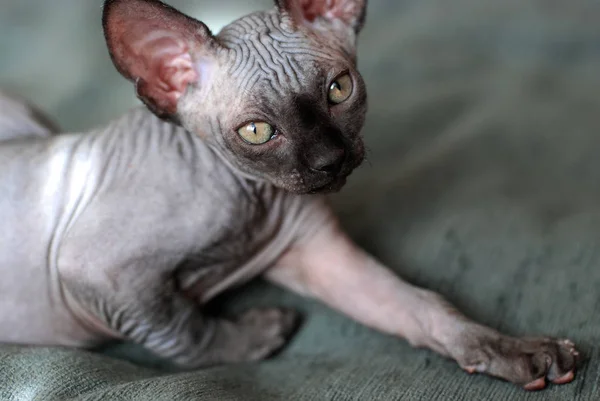 Retrato de un canadiense esfinge gato, calvo joven gato gatito — Foto de Stock