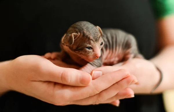 Newborn yavru kedi Sphynx. bir kızın elinde küçük kel kediler. kedi ailesi — Stok fotoğraf