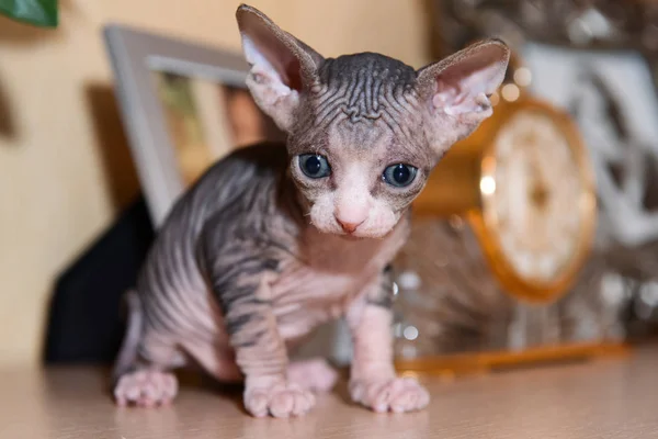 Tabby sphinx kattunge, skallig katt, små baby cat småbarn — Stockfoto