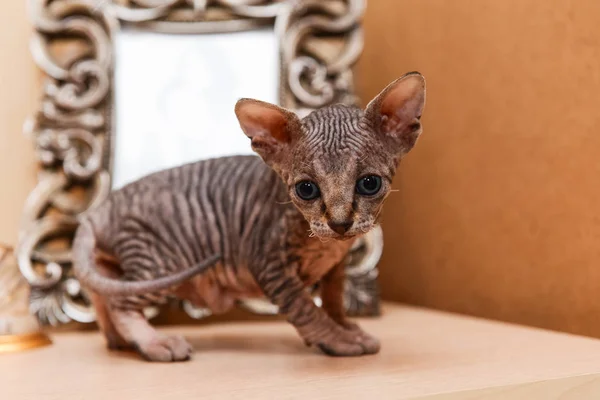 Табби Сфинкс котенок, лысый котенок, маленький котенок — стоковое фото