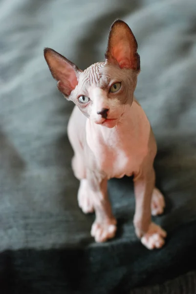 Portréja egy kopasz macska, Szfinx cica foltos — Stock Fotó