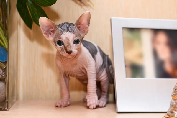 Porträtt av en skallig katt, sphynx kattunge fläckig — Stockfoto
