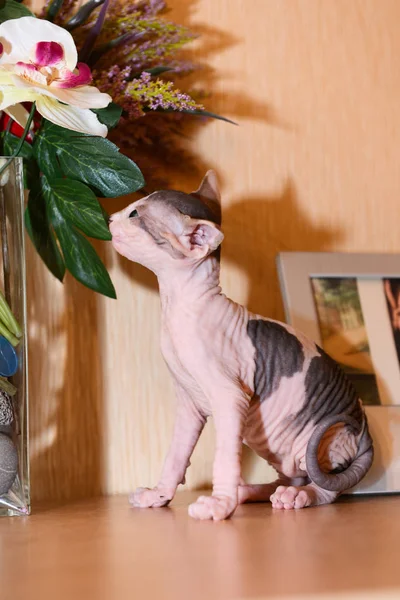 Portrait of a bald cat, sphynx kitten spotted — Stock Photo, Image