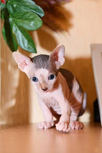 Retrato de un gato calvo, gatito esfinge manchado — Foto de Stock