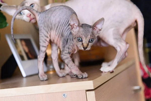 Tekir Sfenks yavru kedi, kel kedi, küçük bebek kedi yürümeye başlayan çocuk — Stok fotoğraf