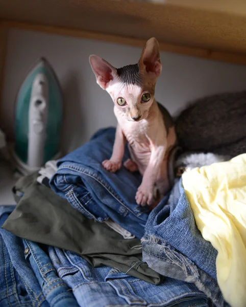 Gatto cattivo della sfinge canadese siede nell'armadio un gatto calvo — Foto Stock