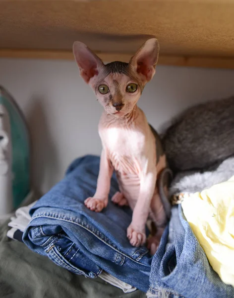 Stygg katt kanadensiska Sfinxen sitter i garderoben en skallig katt — Stockfoto