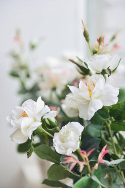 Banner veya kartları arka plan bulanıklık stilde yumuşak pastel renk renk filtreli çiçek çiçek Panoraması.