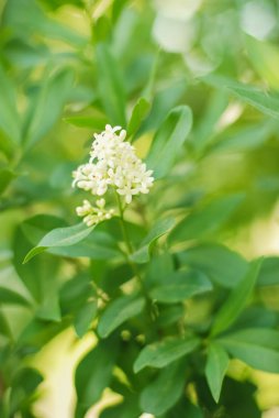 Banner veya kartları arka plan bulanıklık stilde yumuşak pastel renk renk filtreli çiçek çiçek Panoraması.