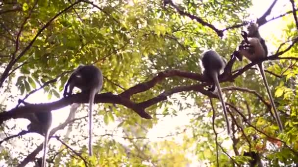 Los monos están sentados en una rama de árbol y uno de ellos va es abajo de la rama — Vídeos de Stock