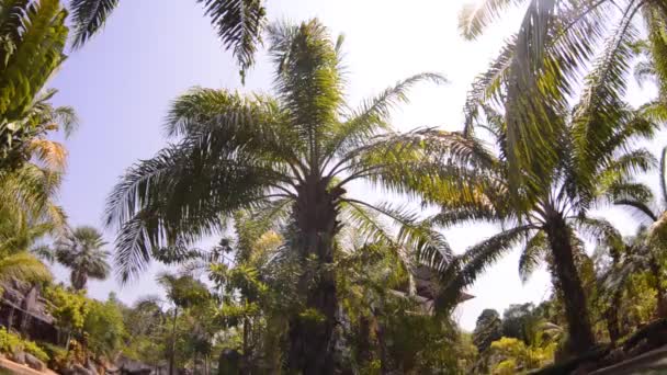 Palmiers vue du bas, lentille fisheye — Video