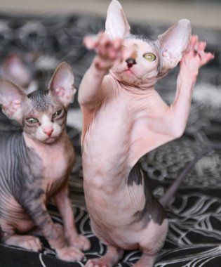 yavru kedi Kanada Sfenks. ve tüysüz kedi oyna.