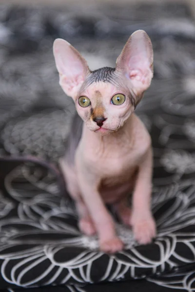 Retrato de un gato calvo, gatito esfinge manchado — Foto de Stock