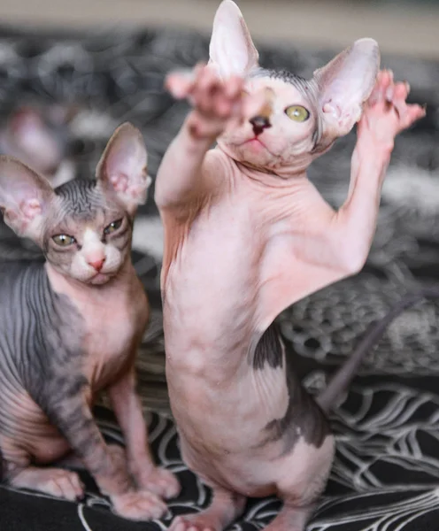 The kittens canadian sphinx. and hairless cats play. — Stock Photo, Image