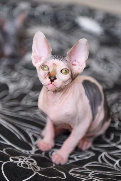 Porträtt av en skallig katt, sphynx kattunge fläckig — Stockfoto