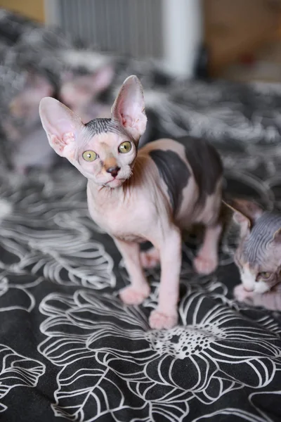 Retrato de un gato calvo, gatito esfinge manchado — Foto de Stock