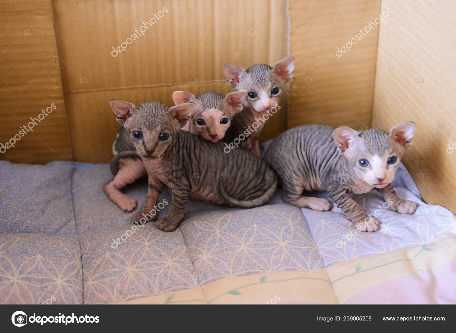Lovely Newborn Kittens Sphynx Little Bald Cats Sleep Drink Milk ⬇ Stock Photo, Image by © OlgaChan #239005208 Lovely Newborn Kittens Sphynx Little Bald Cats Sleep Drink Milk ⬇ Stock Photo, Image by © OlgaChan #239005208