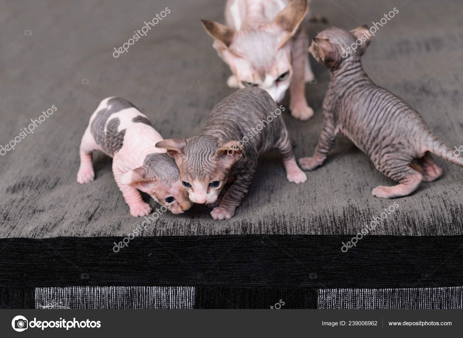 Newborn kittens Sphynx. little bald cats sleep and drink milk. cat family ⬇ Stock Photo, Image by © OlgaChan #239006962 Newborn kittens Sphynx. little bald cats sleep and drink milk. cat family ⬇ Stock Photo, Image by © OlgaChan #239006962
