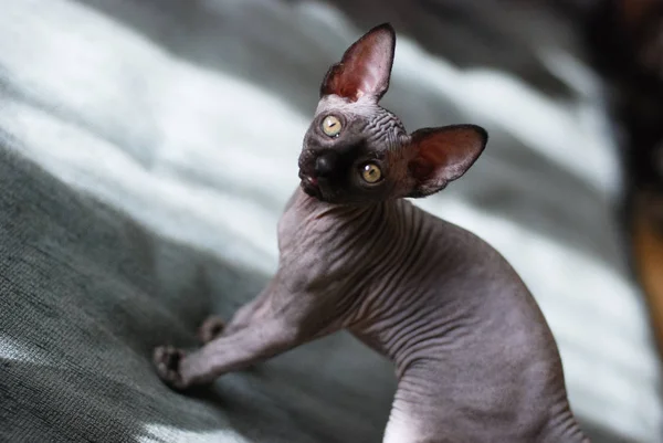 Porträtt av en kanadensisk sphinx katt, skallig ung katt kattunge — Stockfoto