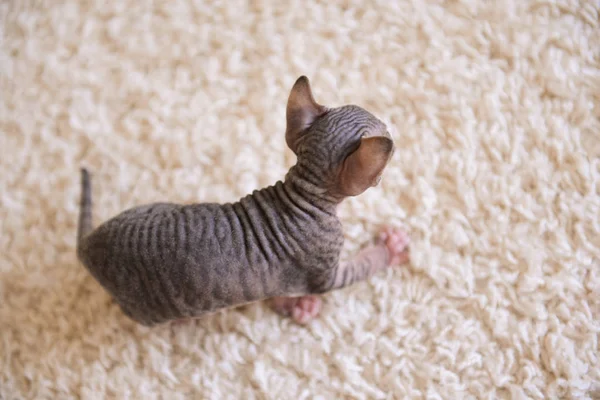 Tabby esfinge gatinho, gato careca, bebê pequeno gato criança — Fotografia de Stock