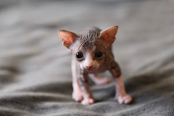 Tekir Sfenks yavru kedi, kel kedi, küçük bebek kedi yürümeye başlayan çocuk — Stok fotoğraf