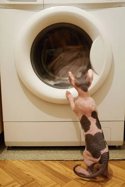 Curiosity Sphynx cat kitten, stands in the laundry near the washing machine and watches clothes being washed — Stock Photo, Image