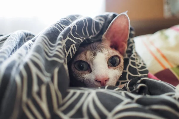 Portrait of a bald cat sphinx indoors wrapped in a blanket on the bed. pet with smooth skin. unusual animal — Stock Photo, Image