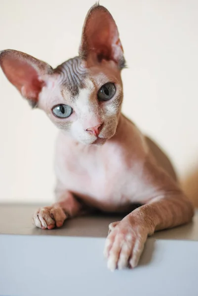 Retrato de una esfinge de gato calvo en el interior. mascota con piel lisa. animal inusual — Foto de Stock