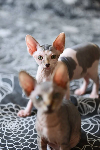 The kittens canadian sphinx and hairless cats play. — Stock Photo, Image