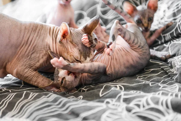 The kittens canadian sphinx. and hairless cats play. — Stock Photo, Image