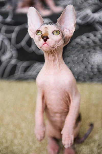 Retrato de um gato careca, esfinge gatinho manchado — Fotografia de Stock